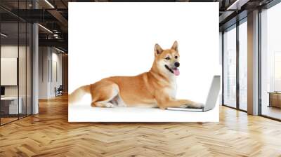 Shiba inu dog with laptop computer on white background Wall mural