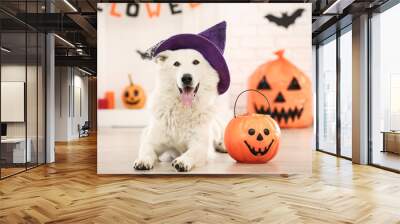 Swiss shepherd dog in hat with halloween pumpkin lying at home Wall mural