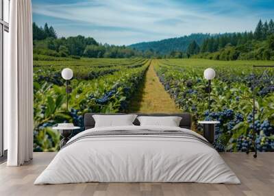 Scenic view of a blueberry farm, bushes filled with ripe blueberries under a clear sky Wall mural