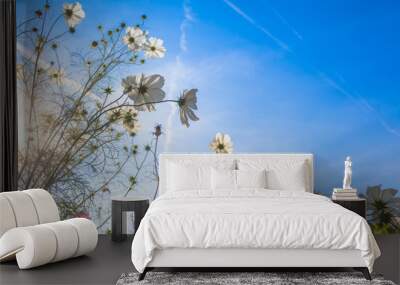 view up to sunny sky and garden flowers / garden of common cosmos flowers at bright late summer day  Wall mural