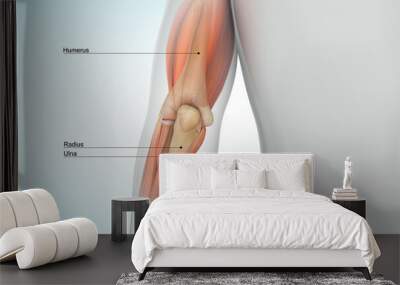 Human Elbow joint bones 3d illustration Wall mural