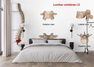 Lumbar vertebrae L5. Wall mural