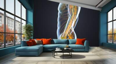 nervous system with lymph nodes Wall mural