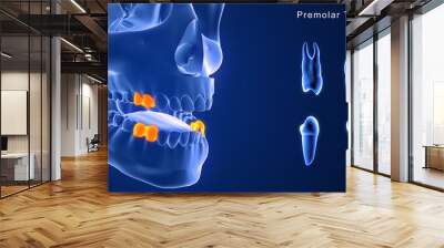 Premolar Teeth Wall mural