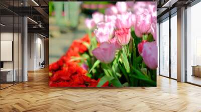 blooming tulip flower in garde Wall mural