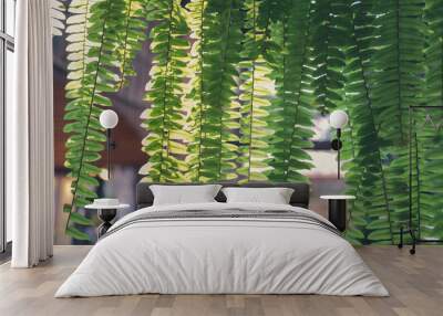 sunlight light on green fern plant leaves. tropical rainforest foliage Wall mural