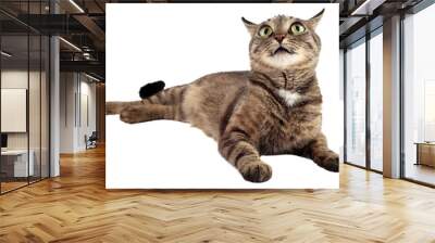 Tabby cat looking up on a white background. Wall mural