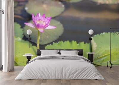 closeup of young single pink water lily in pond. Wall mural