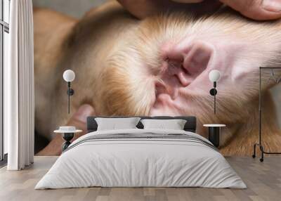 Part of pet body Interior of dog’s ear being held open for cleaning at a vet visit, yellow Dudley Labrador or golden retriever wearing red collar ,Dog healthcare and skin allergy concept Wall mural