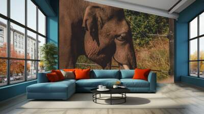 elephant in the zoo Wall mural