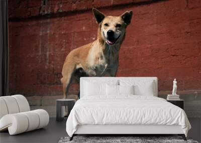 Smiling 3 legged dog Wall mural