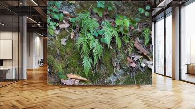 group of ferns growing between the stones of a vertical wall in the forest, there is moss and ivy on the wall and some dry leaves. Nature and environment concept. Wall mural