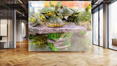 turtle on the rocks Wall mural