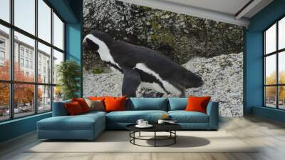 Penguin on the stone Wall mural