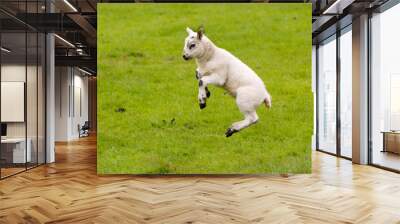 Leaping Lamb with green background. Wall mural