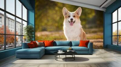 corgi dog pembroke welsh corgi outdoor in summer park Wall mural