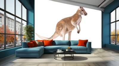 red kangaroo isolated on white background studio shot Wall mural