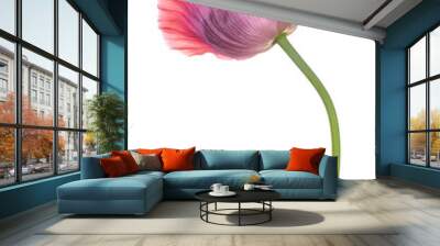 poppy flower isolated Wall mural