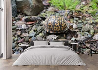 turtle in rock garden Wall mural