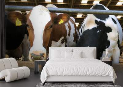 Dairy cows eating silage and grass on a farm in England, United Kingdom Wall mural