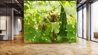 Bitter gourd or Green Bitter gourd hanging from a tree on a vegetable farm, ripe bitter gourd hanging from its vine within a greenhouse environment, Vegetable farm. Agriculture. Bitter gourd plant Wall mural