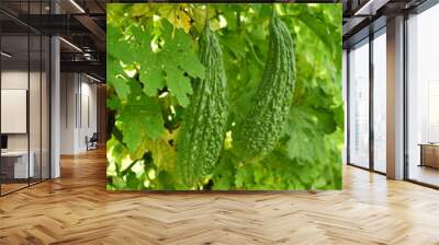 Bitter gourd or Green Bitter gourd hanging from a tree on a vegetable farm, ripe bitter gourd hanging from its vine within a greenhouse environment, Vegetable farm. Agriculture. Bitter gourd plant Wall mural