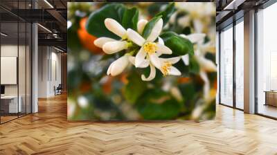 Blossoming orange tree, Valencia orange and orange blossoms, Spring harvest, closeup of Orange tree branches with flowers, buds and leaves, Chakwal, Punjab, Pakistan Wall mural