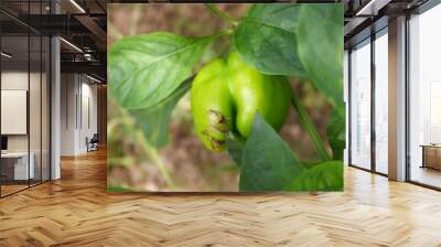 Green Bell peppers or capsicum on plant, bell peppers in the vegetable garden. Closeup of green bell pepper or capsicum growth in field plant agriculture farm. growing bell pepper in a farmer's field Wall mural