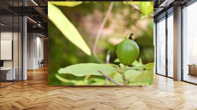 Guava fruit - Fresh guava fruit on a tree ready for harvest, close up guava fruit Wall mural