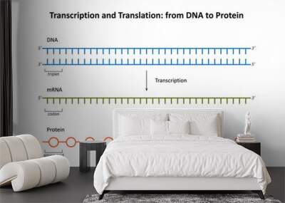 Transcription and Translation: from DNA to Protein Wall mural