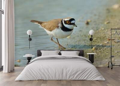 Little Ringed Plover (Charadrius dubius) Wall mural