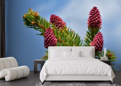 Red fir cone during springtime on a evergreen tree Wall mural