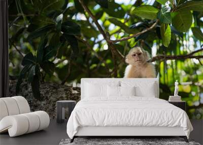 Capuchin monkey sitting, facing Wall mural