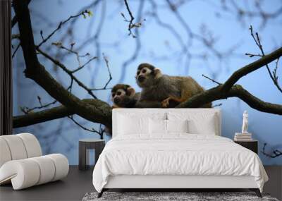 Two squirrel monkeys in tree Wall mural