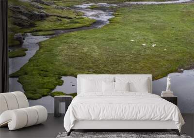 Wet swampy area in Norway Wall mural