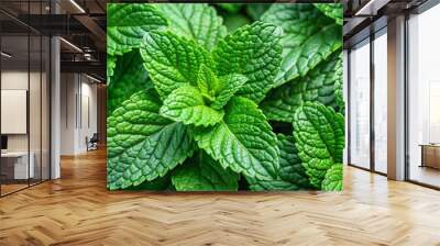 Close-up photo of fresh green mint leaves, showcasing the natural texture of this organic herb Wall mural