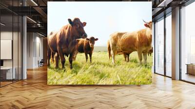 Farm, nature and cow field in countryside with peaceful animals eating and relaxed in sunshine. Livestock, farming and cattle for South Africa agriculture with green grass in pasture landscape. Wall mural