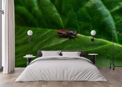 Black soldier fly Wall mural