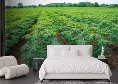 Green cassava tree in the cultivated field Wall mural