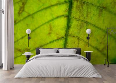 green texture of leaf Wall mural