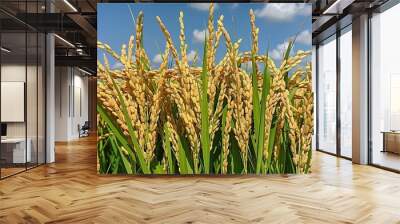 wheat field in summer Wall mural