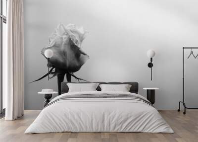 monochrome black and white blur and soft rose background Wall mural