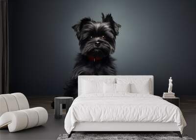 A studio portrait of a cute black Yorkshire Terrier dog with a red collar, sitting on a wooden table against a dark background, looking at the camera with a curious expression. Wall mural