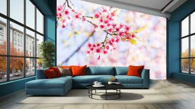 Pink cherry blossom Wall mural