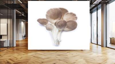 Pleurotus pulmonarius mushroom. Wall mural