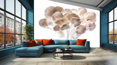 Pleurotus pulmonarius mushroom. Wall mural