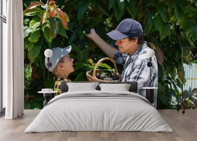 Smiling young man farmer with son harvesting, picking avocados Wall mural