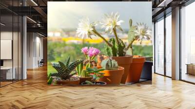 Blooming cacti and succulents in a greenhouse on the balcony home plants on a sunny day. Wall mural