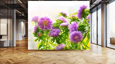 Blooming purple asters in pots on the balcony. Wall mural