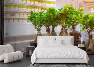 Ficus microcarpa on store shelves, sale of indoor plants. Wall mural